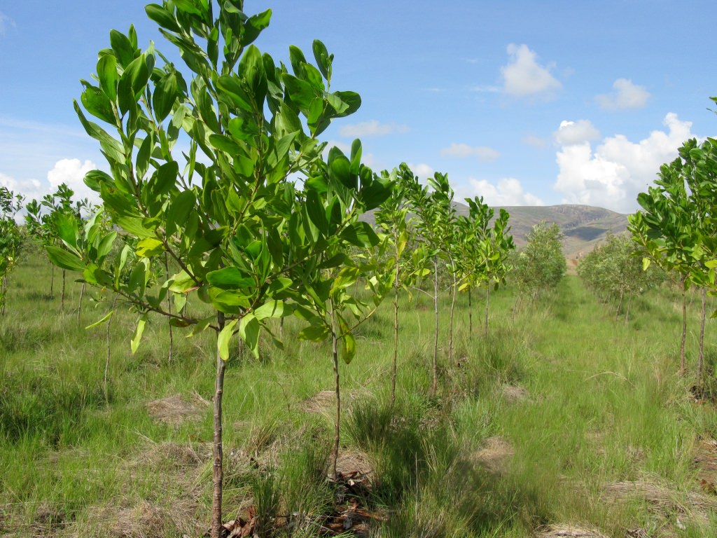  5 dicas fáceis e práticas para combater as mudanças climáticas