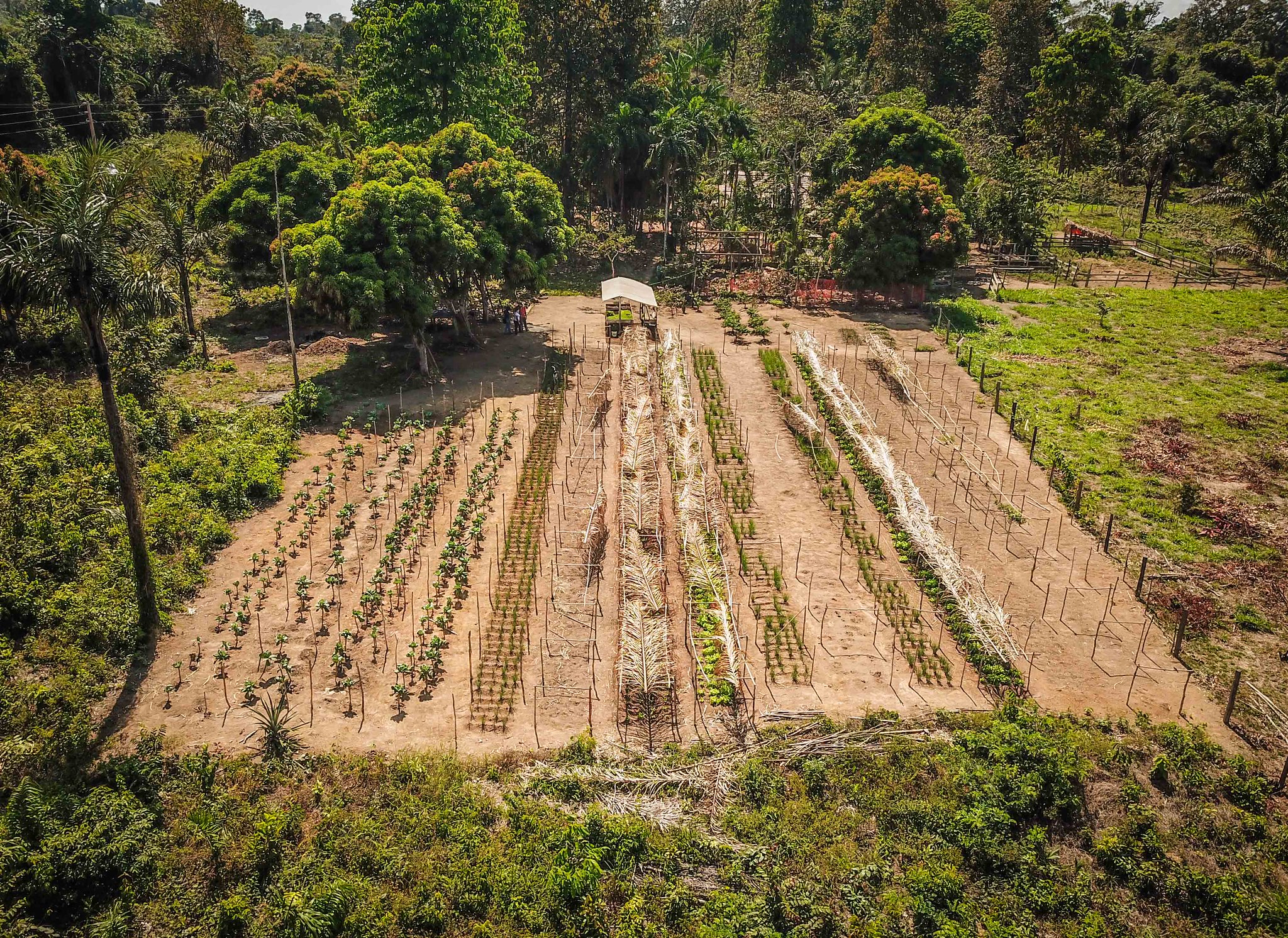  Agrofloresta: você sabe o que é e como se faz?