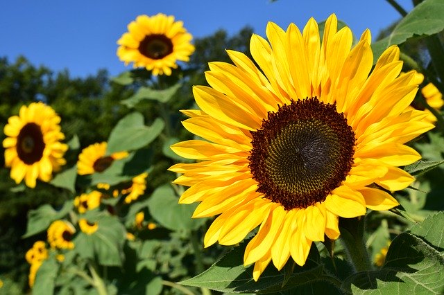  Setembro amarelo: saúde mental x exercícios físicos e alimentação, qual a relação?