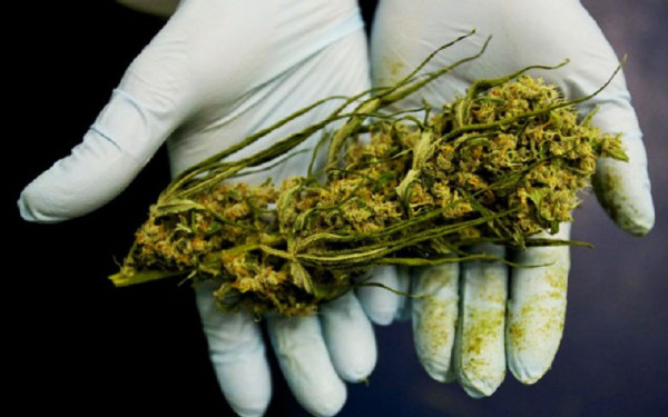 Cannabis medicinal melhora a qualidade de vida de pacientes oncológicos -  Movimento ODS Santa Catarina