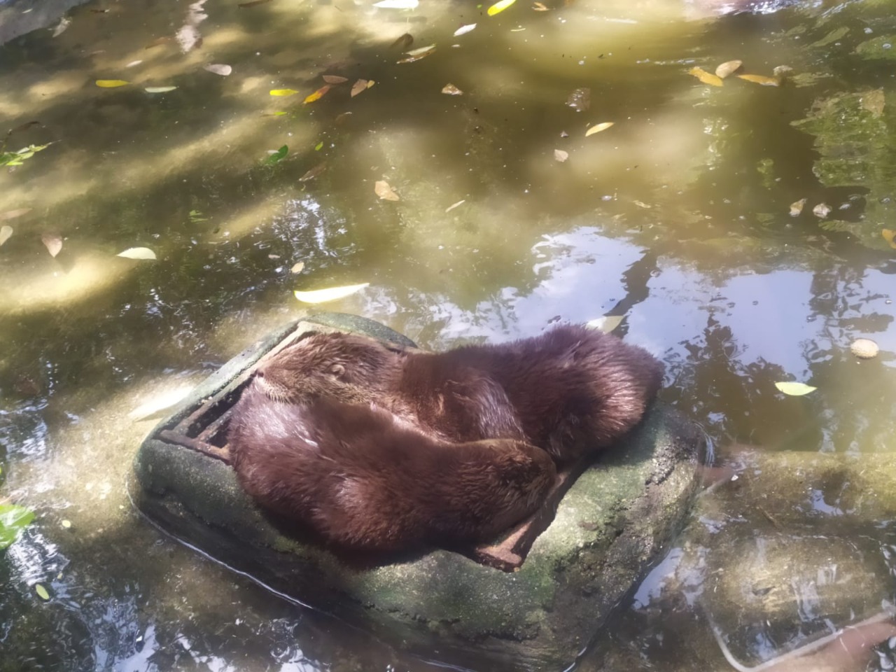  Projeto Lontra registra recorde de nascimento de lontras em cativeiro