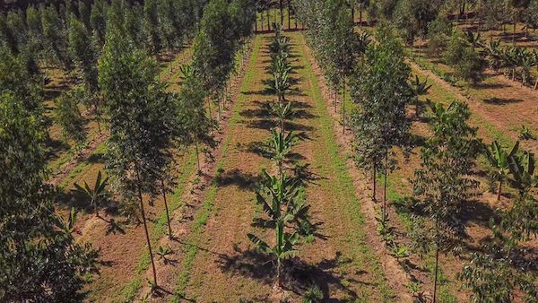  Sistemas agroflorestais cumprem 11 dos 17 ODS estabelecidos pela ONU