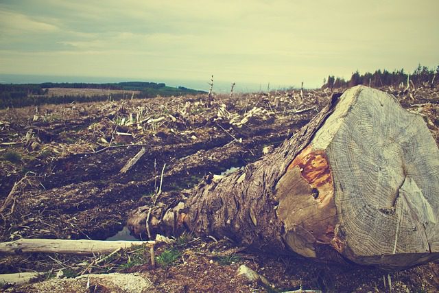  Desmatamento é causa de 81% das emissões de metano decorrentes de queimadas