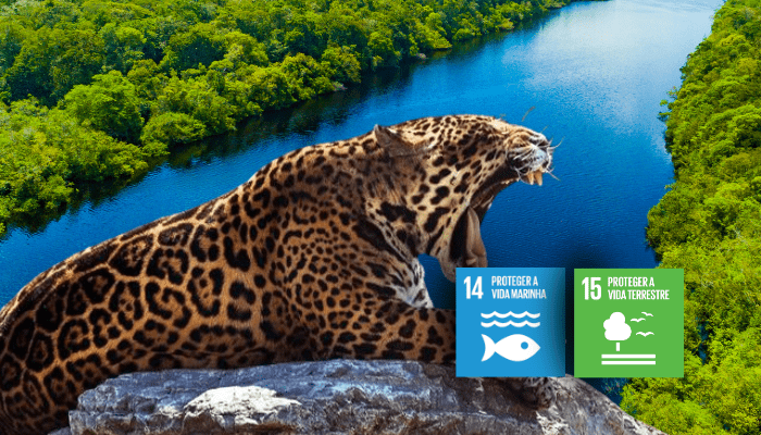  COP 16 e a Agenda 2030: Como as organizações podem cuidar da Biodiversidade