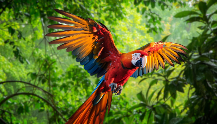 Imagem de uma arara-vermelha em pleno voo, com as asas abertas destacando suas cores vibrantes — vermelho, azul e amarelo. O fundo mostra uma floresta tropical densa e verde, com luz natural filtrada pelas copas das árvores, sugerindo o bioma amazônico. A imagem remete à biodiversidade brasileira e à importância da preservação ambiental.